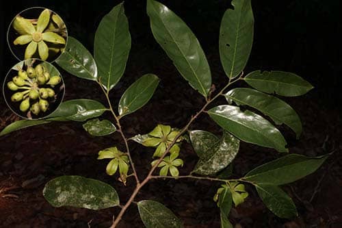Quần đầu jenkins Polyalthia jenkinsii