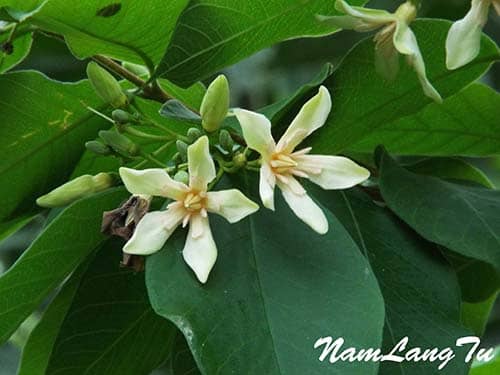 Lòng mức lông: Wrightia pubescens subsp. laniti (Blanco) Ngan