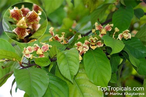 Mạo đài teysman  Mitrephora teysmannii