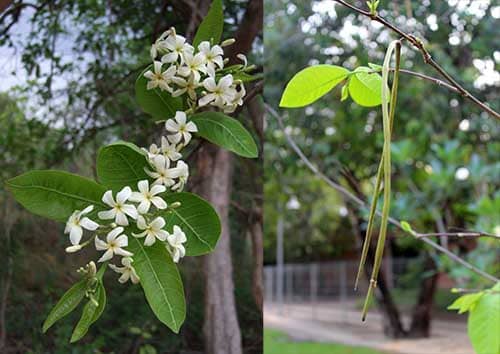 Mộc hoa trắng Holarrhena pubescens