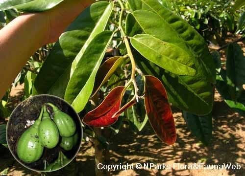 Thị diepenhort có tên khoa học: Diospyros diepenhorstii Miq.