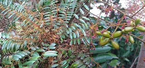 Bá bệnh có Tên khoa học: Eurycoma longifolia Jack