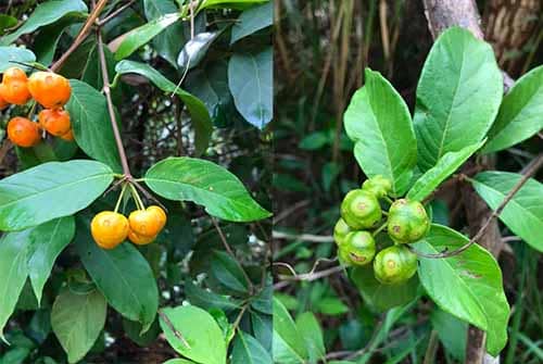 Ba kích lông có tên khoa học: Morinda cochinchinensis DC.