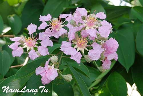 Bằng lăng xoan có tên khoa học: Lagerstroemia ovalifolia Teijsm. & Binn.