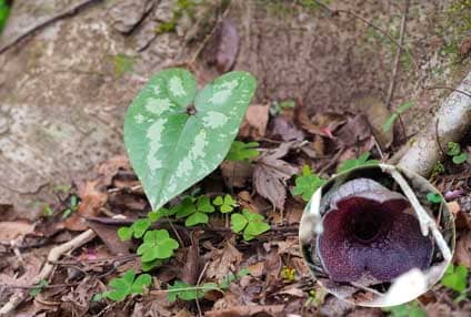 Biến hoá Blum Asarum blumei