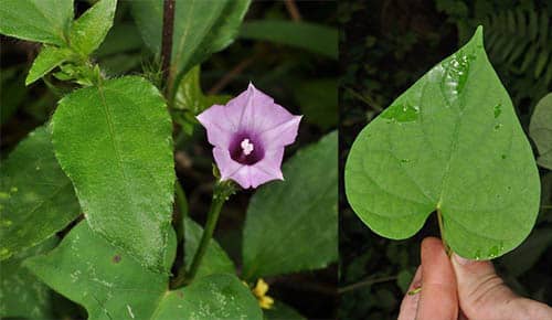 Cây Bìm ba thuỳ có tên khoa học: Ipomoea triloba L.