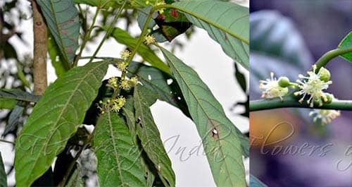 Bời lời thon có tên khoa học: Litsea lancifolia (Roxb. ex Nees) Fern.-Vill.