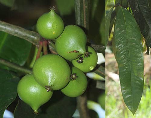 Bứa mủ vàng Garcinia xanthochymus