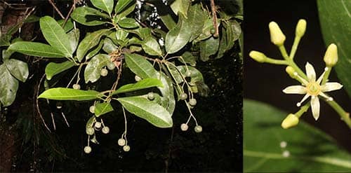 Bưởi bung có tên khoa học: Acronychia pedunculata (L.) Miq.