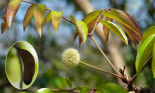 Căm xe có tên khoa học: Xylia xylocarpa (Roxb.) Taub.