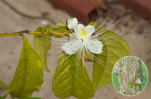 Cáp gai nhỏ  Capparis micracantha subsp. korthalsiana