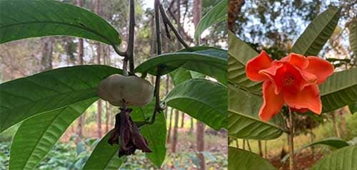 Chè hoa đỏ cát tiên có tên khoa học: Camellia cattienensis Orel