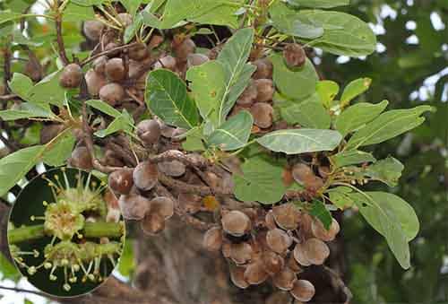 Choại Terminalia bellirica