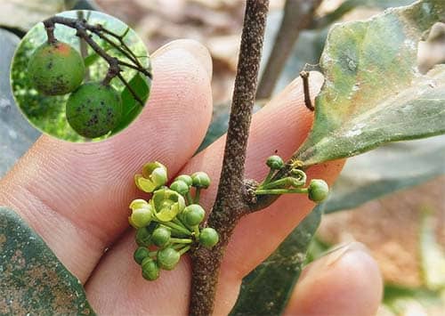 Chóp máu mụt  Salacia verrucosa