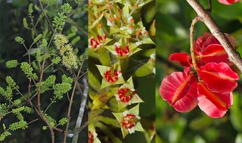 Chư bầu lá rộng Combretum latifolium