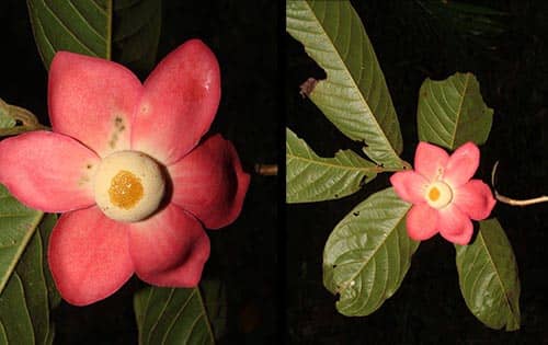 Chuối con chồng  Uvaria grandiflora