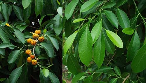 Cây Cổ ngỗng có tên khoa học: Suregada multiflora (A. Juss.) Baill.