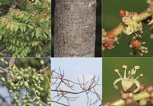Cóc chuột  Lannea coromandelica
