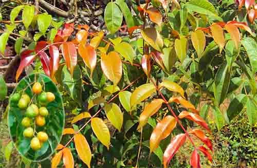 Cóc rừng Spondias pinnata