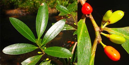 Cô ca cam bốt có tên khoa học: Erythroxylum cambodianum Pierre