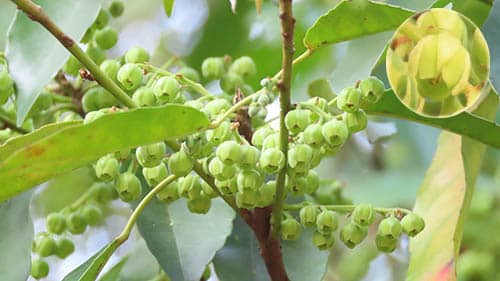 Côm nhật có tên khoa học: Elaeocarpus japonicus Sieb. & Zucc.