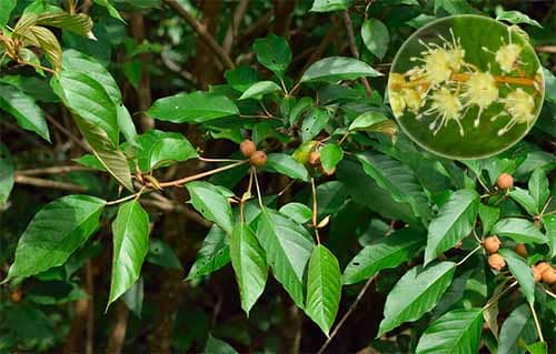 Cù đèn bạc có tên khoa học: Croton argyratus Blume