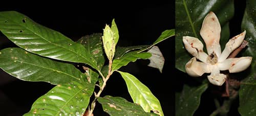 Dạ hợp cát tiên có tên khoa học: Magnolia cattienensis Q. N. Vu