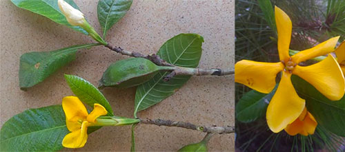 Dành dành lá náng có tên khoa học: Gardenia philastrei Pierre ex Pit.