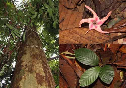 Dầu baud  Dipterocarpus baudii