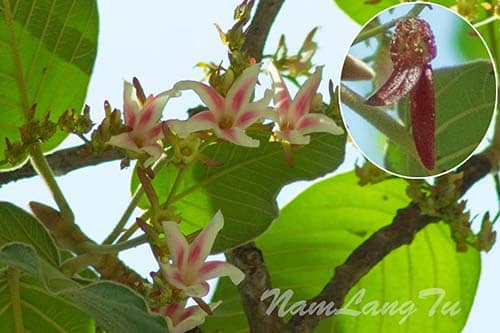 Dầu lông Dipterocarpus intricatus