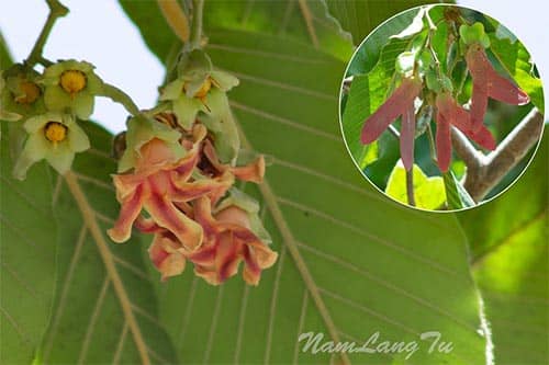 Dầu nước Dipterocarpus alatus