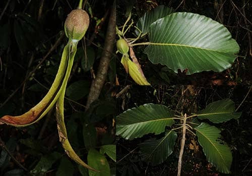 Dầu song nàng Dipterocarpus dyeri