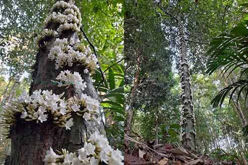 Đổ an có tên khoa học: Diospyros brandisiana