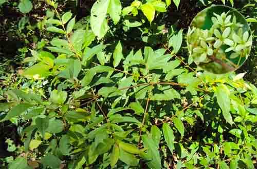 Dực đài Getonia floribunda