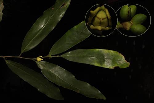 Giác đế sài gòn Goniothalamus gabriacianus