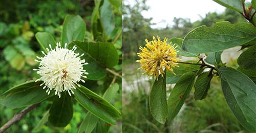 Giam có tên khoa học  Mitragyna diversifolia (G. Don) Havil.