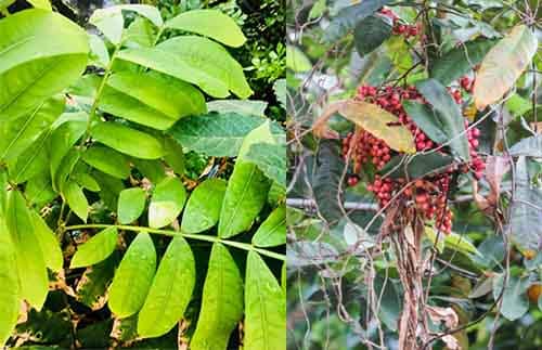 Gió khơi lá rộng có tên khoa học: Lepisanthes amplifolia (Pierre) Leenh