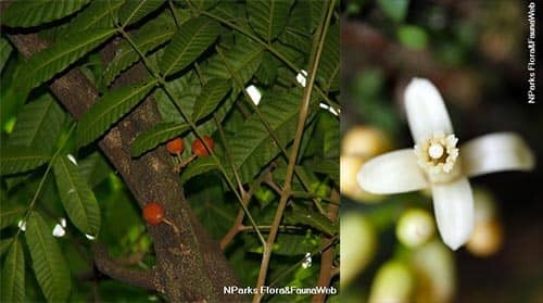 Gội ít hạt có tên khoa học: Dysoxylum alliaceum (Blume) Blume