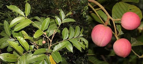 Gội nếp có tên khoa học: Aglaia spectabilis (Miq.) Jain & Bennet