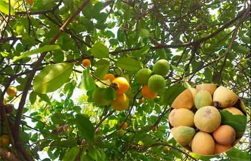 Guồi nam bộ  Willughbeia edulis