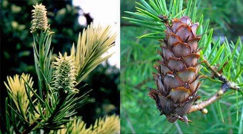 Hinh đá vôi: Keteleeria davidiana