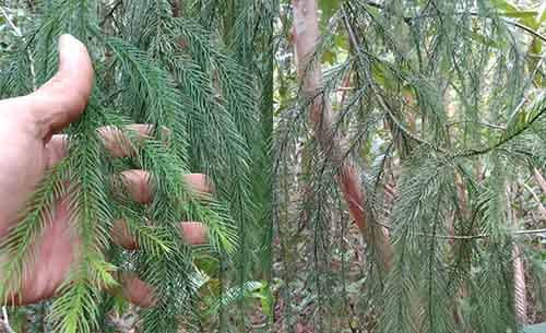 Hồng tùng có tên khoa học: Dacrydium elatum (Roxb.) Wall. ex Hook.