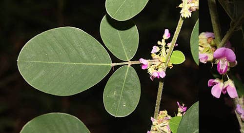 Kim tiền thảo có tên khoa học: Desmodium styracifolium (Osbeck) Merr.