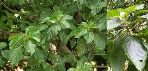 Lộc mại có tên khoa học: Claoxylon indicum (Reinw. ex Blume) Hassk.
