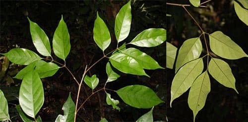 Lòng tong: Walsura robusta Roxb.