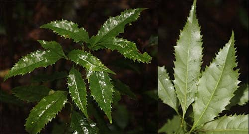 Mạ sưa nam bộ có tên khoa học: Helicia cochinchinensis Lour.