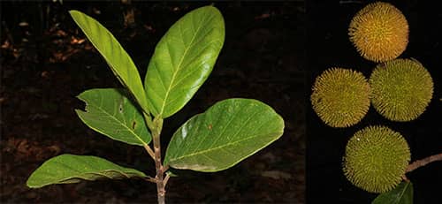 Mít nài có tên khoa học: Artocarpus rigidus subsp. asperulus (Gagnep.) Jarr. 
