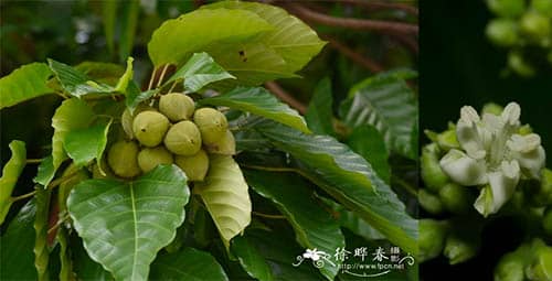Mọ có tên khoa học: Deutzianthus tonkinensis Gagnep. 