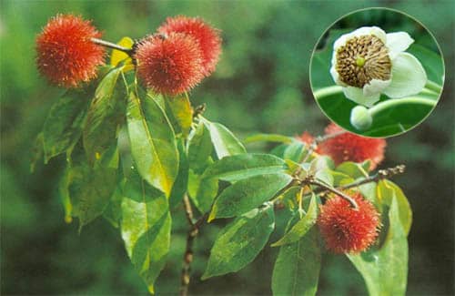 Nhím nước tên khoa học: Sloanea sinensis (Hance) Hemsl. 