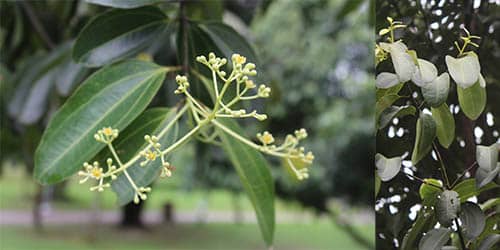 Rè hương có tên khoa học: Cinnamomum iners Reinw. ex Blume